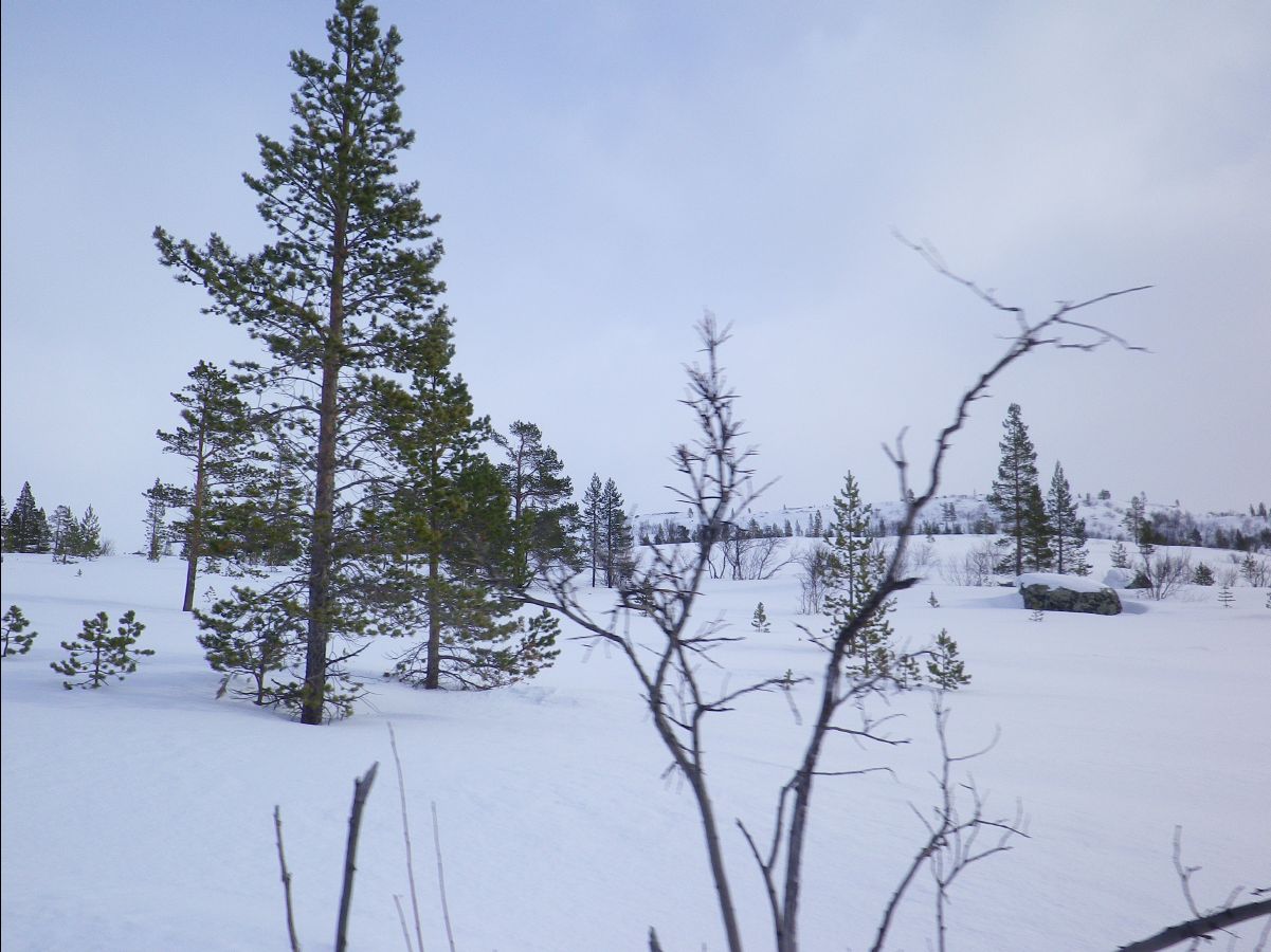 Dogs sledge19